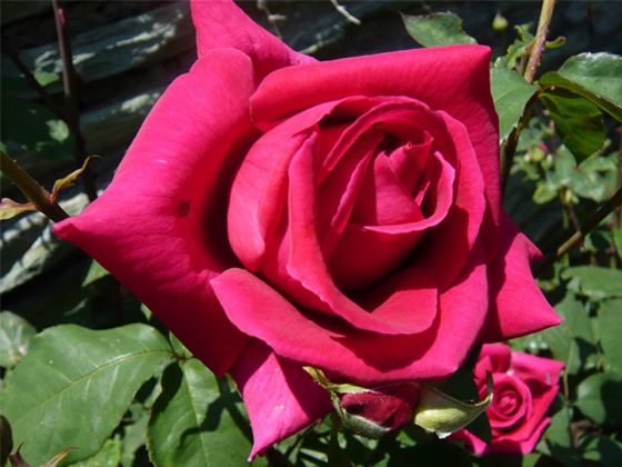 クリムゾン グローリー - バラ図鑑 - NOIBARA